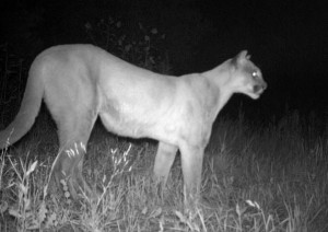 Mountain Lions in the City: What Can We Do?