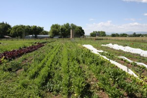 How Do We Grow Organic Farming in Boulder County?