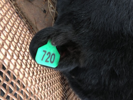 bear 720