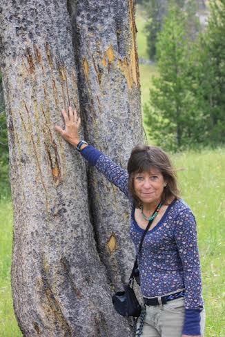 Council candidate Lisa Morzel examines grizzly bear claw marks while doing field work in Yellowstone National Park earlier this year. (Photo courtesy of Lisa Morzel).