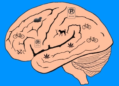 brainsm