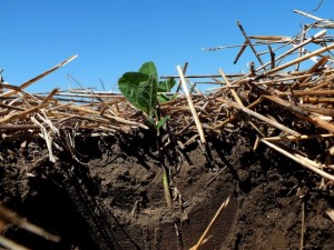 Let’s Sequester More Carbon in Our Soil