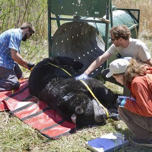 Citizen-Times | 5 interesting findings from Asheville bear study