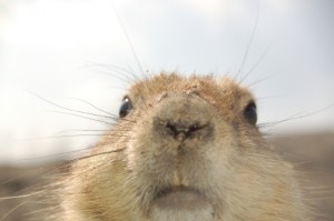 Prairie Dogs Not So Smart After All