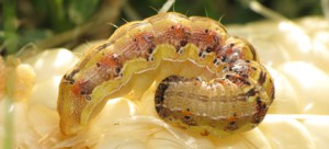 CommonDreams.org | Monsanto Corn Spawning Superbug CommonDreams.org | Monsanto Corn Spawning Superbug