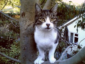 Boulder Cat Shows Poor Judgment Boulder Cat Shows Poor Judgment