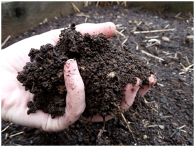 Hope for our Changing Climate: Soil Sequestration of Carbon